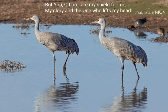 Psalms 3:3