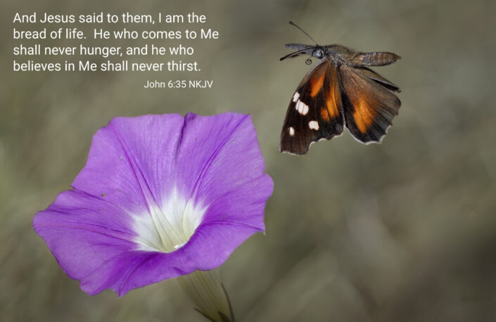 John 6:35